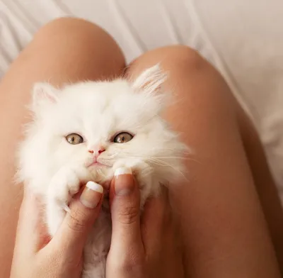 Отдаю даром трёх очаровательных маленьких котят в добрые руки: Бесплатно -  Кошки Караганда на Olx