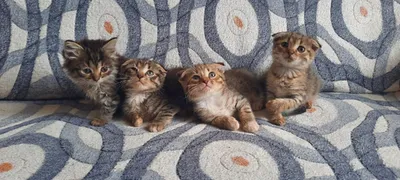 У маленьких котят больные глаза. у: Договорная ᐈ Коты | Бишкек | 91770893 ➤  lalafo.kg