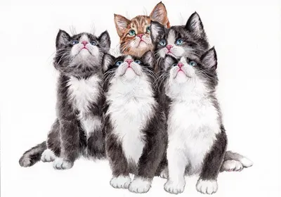 10+ Самых красивых и милых котят! | Наши четвероногие друзья | Дзен