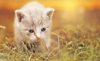 Девять самых милых котят на свете | Разговор за бокальчиком | Дзен