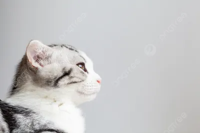 Ин и янь в образе милых котят …» — создано в Шедевруме