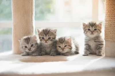 Три очень милых очарованных котят» — создано в Шедевруме
