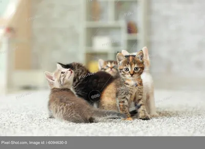 Charmingly cute kittens cats - YouTube