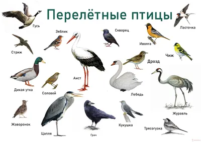 Картинки перелетных птиц для дошкольников