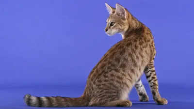 30 пород самых красивых 🐈 кошек в мире | Pet7