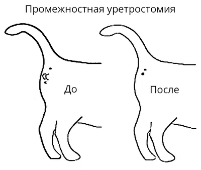 Особенности питания котов британских и шотландских котов | HOME FOOD