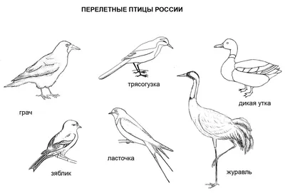 Картинки про птиц для детей фотографии