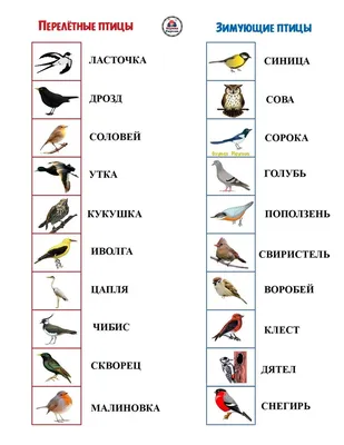 Зимующие птицы | Мир дошколят