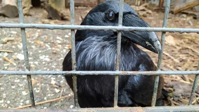 Чёрная ворона (Corvus corone). Птицы Сибири.