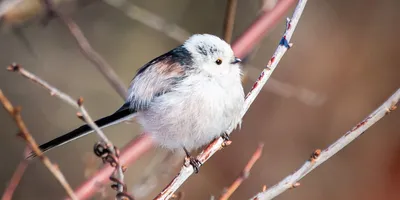 Огородники news