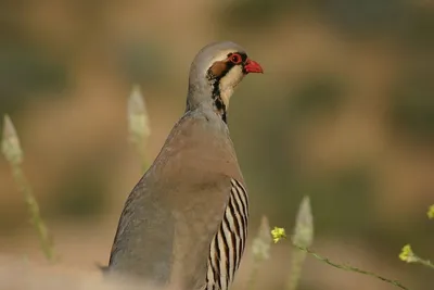 Редкие птицы нашей страны…. | Beautiful Bird