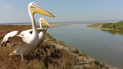 Белый сова в полете. Снежное полет редких птиц Scandiaca Nyctea сову над  лугом. Сцена действия зимы с распростертыми крыльями Финл Стоковое  Изображение - изображение насчитывающей канада, хедвиг: 194781133