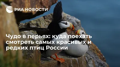 В Воронежской области поселилась колония редких птиц