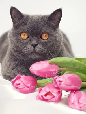 Блог участника:Brees.Lysock/с 8 марта! | Коты-воители вики | Fandom