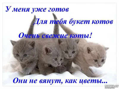 Известный в сети кот Кипиш из мэрии Невинномысска поздравил женщин с 8 марта  - KP.RU