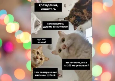 Смешные открытки с котами \"С Днем рождения\" (40 картинок)