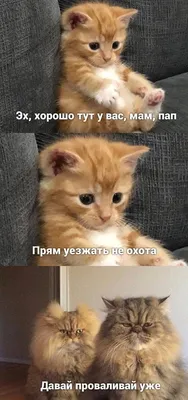 [77+] Картинки с котами и надписями фото