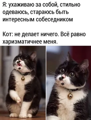 Картинки с котами мемы