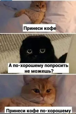 мем, котомем, мем с котами, мем с котом | GibCat | Мемозг