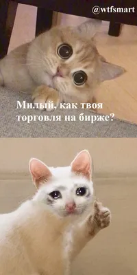 Мемы про биржу с котами