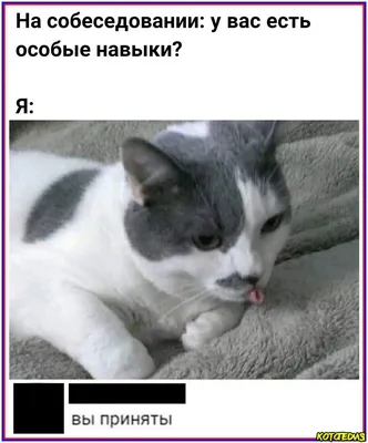 МЕМЫ С КОТАМИ #МЕМЫ #КОТЫ #КОТ #МЕМЫСКОТАМИ #кот #cat #catmemes | TikTok