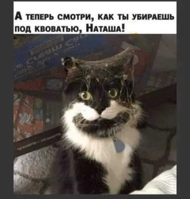 Мемы про котов | ФМЮИ | Дзен