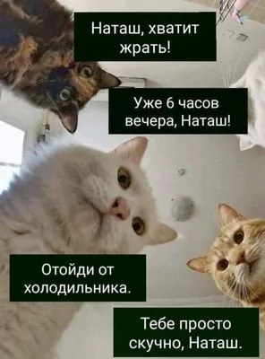 Мемы про котов, которые любят пошутить над своими хозяевами