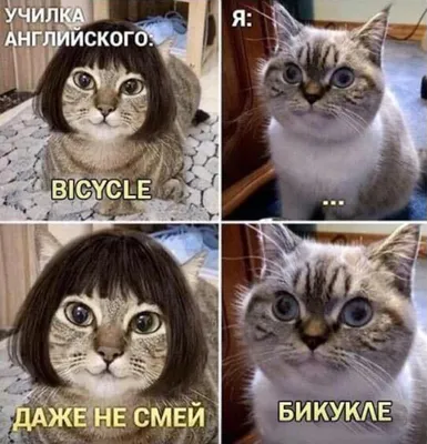 Мемы про биржу с котами