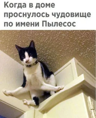 Остроумно! :) #коты #мемы - ARAMIS777 - Sports.ru