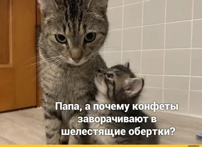 видео с котами мемные｜TikTok Search