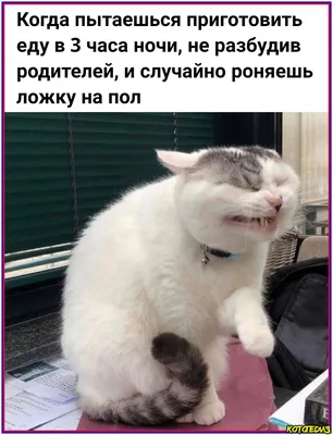 Мемы про котов | ФМЮИ | Дзен