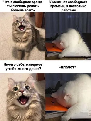 Мем с котом | Пикабу