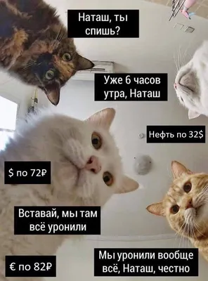 Мемы#Коты | Не смешные мемы про котов | ВКонтакте