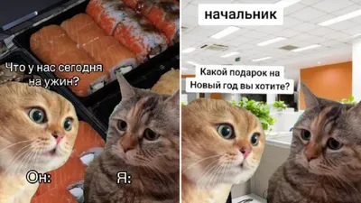 Кудрявые лошади, «Засланец из космоса» и мем с котами: мои итоги 2023 года