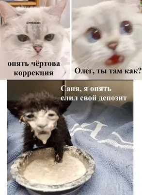 Мемы про биржу с котами