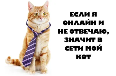 Животные, #Коты, #аватары, #картинки, #авы,  https://avatarko.ru/kartinka/18955 | Акварельные кошки, Кошачьи картины,  Кошачий рисунок