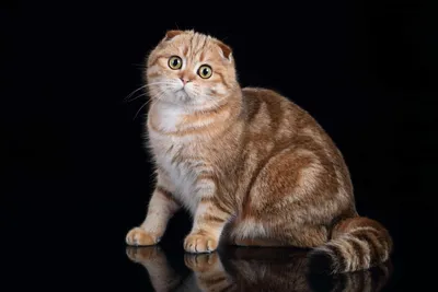 Шотландский кот: фото, котята, характер, все о породе шотландский вислоухий  | Блог зоомагазина Zootovary.com