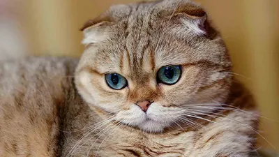 Продам шотландских вислоухих котят: 60 000 тг. - Кошки Астана на Olx