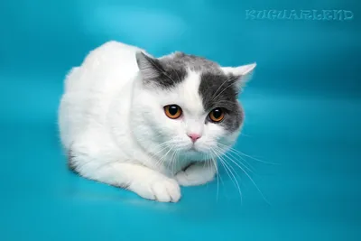 Шотландская вислоухая кошка: порода, особенности, сордержание