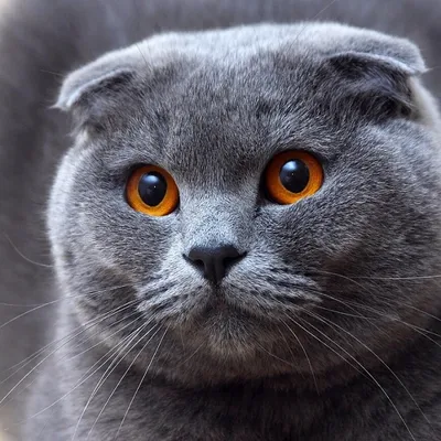 Шотландские вислоухие кошки: характер и описание породы - SUPERPET
