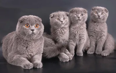 Вислоухий котенок | IntenSity - питомник кошек в Санкт-Петербурге