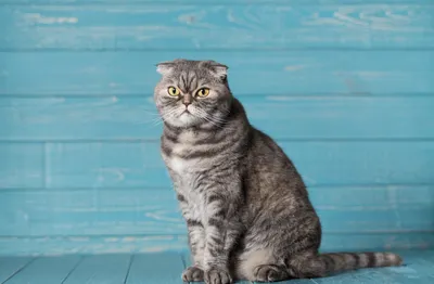 Красивые клички для кошек шотландской породы - Mimer.ru
