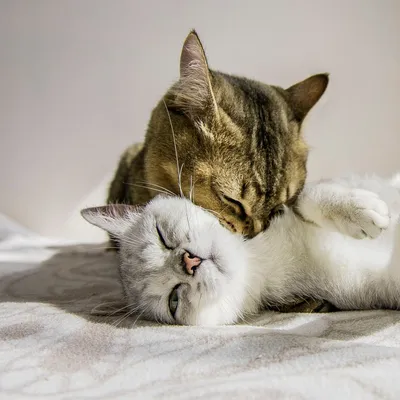 Репродукция картины \"Влюблённые коты\". Картина маслом на холсте \"Влюблённые  коты\"