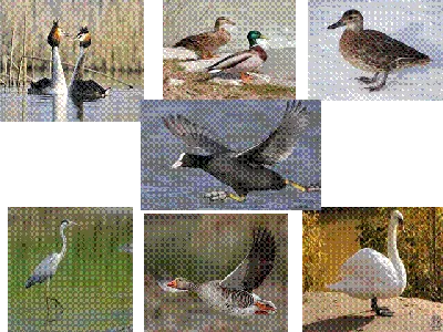 картинки : утка, Водяная птица, клюв, Водоплавающих птиц, Утки, geese and  swans, воды, Дикая природа, Унылый, крыло, перо, морские птицы, кряква,  домашний скот, Слияние 4630x3091 - - 1510505 - красивые картинки - PxHere