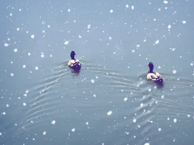 В Москве пересчитали водоплавающих птиц: самое большое потомство дали  кряквы - KP.RU