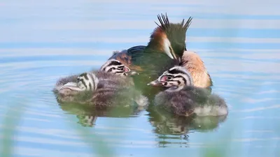 Адаптация водоплавающих птиц