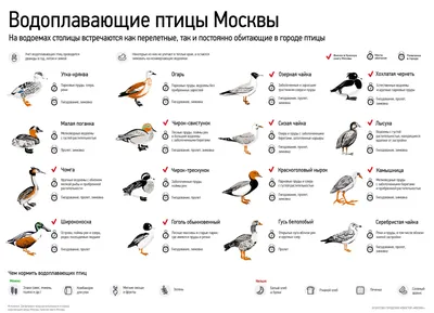 Речная крачка и Озерная чайка: на природных территориях можно встретить 15  видов краснокнижных водоплавающих птиц