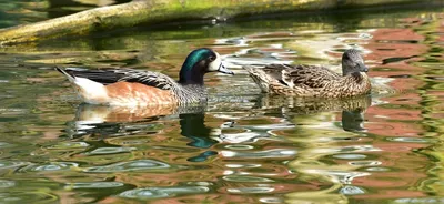 Водоплавающая