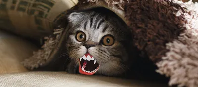 Хиллс ПАУЧ для котят 85г КУРИЦА | Интернет-магазин товаров для животных  MoeZoo.Ru