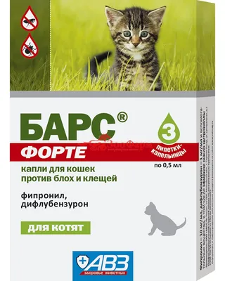 Котят топят, если быстро не продали: Госдума запретит продажу животных на  «Садоводе» и в зоомагазинах Москвы - KP.RU